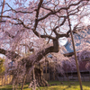 般若院　枝垂桜