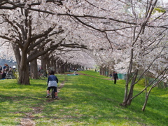 桜のトンネル