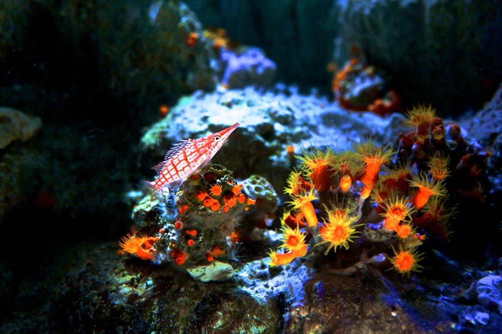 海底の花