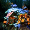 海底の花