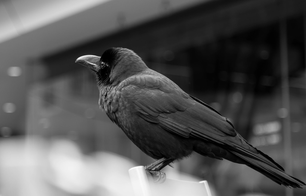 都会の空に何を見る