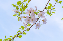 空と桜と葉っぱと