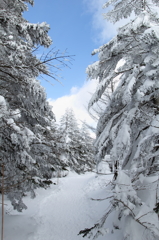 樹氷の森を歩く
