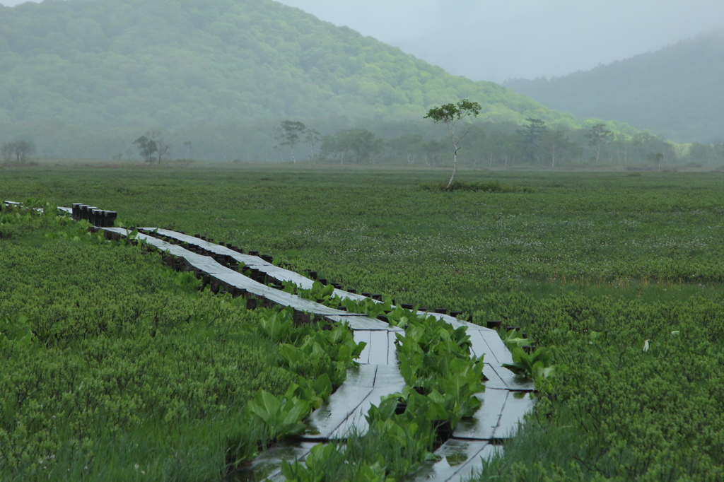 雨に濡れる木道