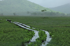 雨に濡れる木道