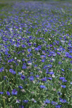 麦畑の矢車菊