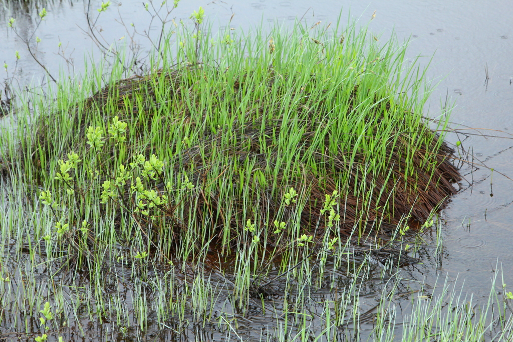池塘の芽吹き