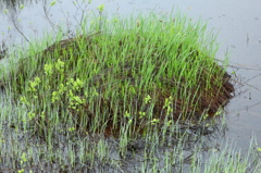 池塘の芽吹き