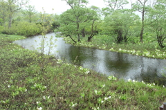 春の拠水林