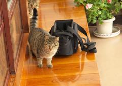 初猫