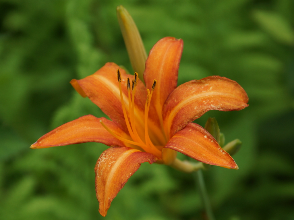 DSC00223a