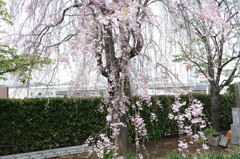 遅咲きしだれ桜と新幹線
