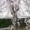 遅咲きしだれ桜と新幹線