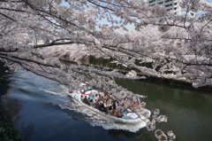 目黒川の桜