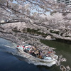 目黒川の桜