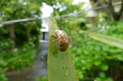 ハルゼミ