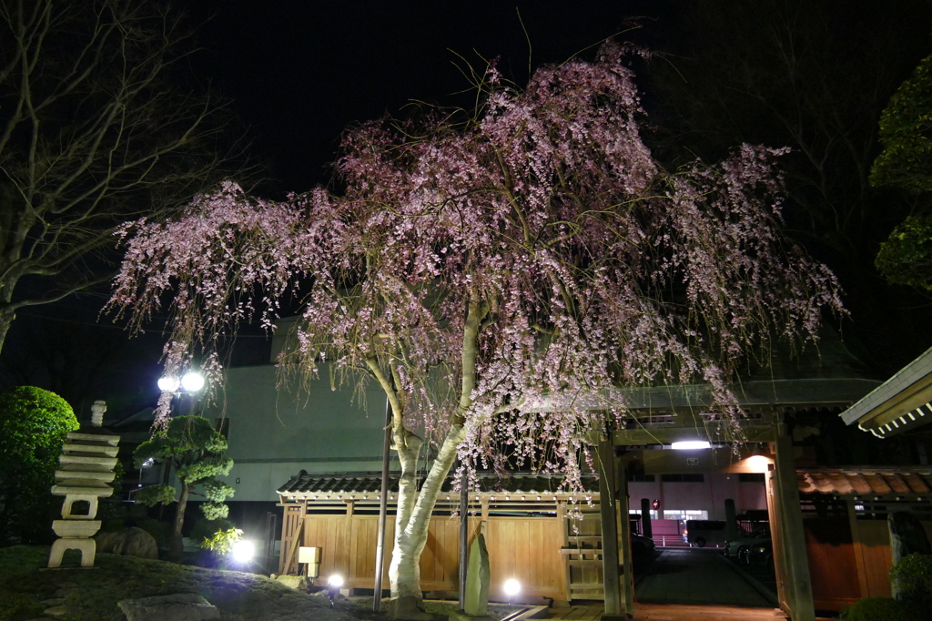 大田区　馬込　長遠寺　夜桜