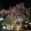 大田区　馬込　長遠寺　夜桜