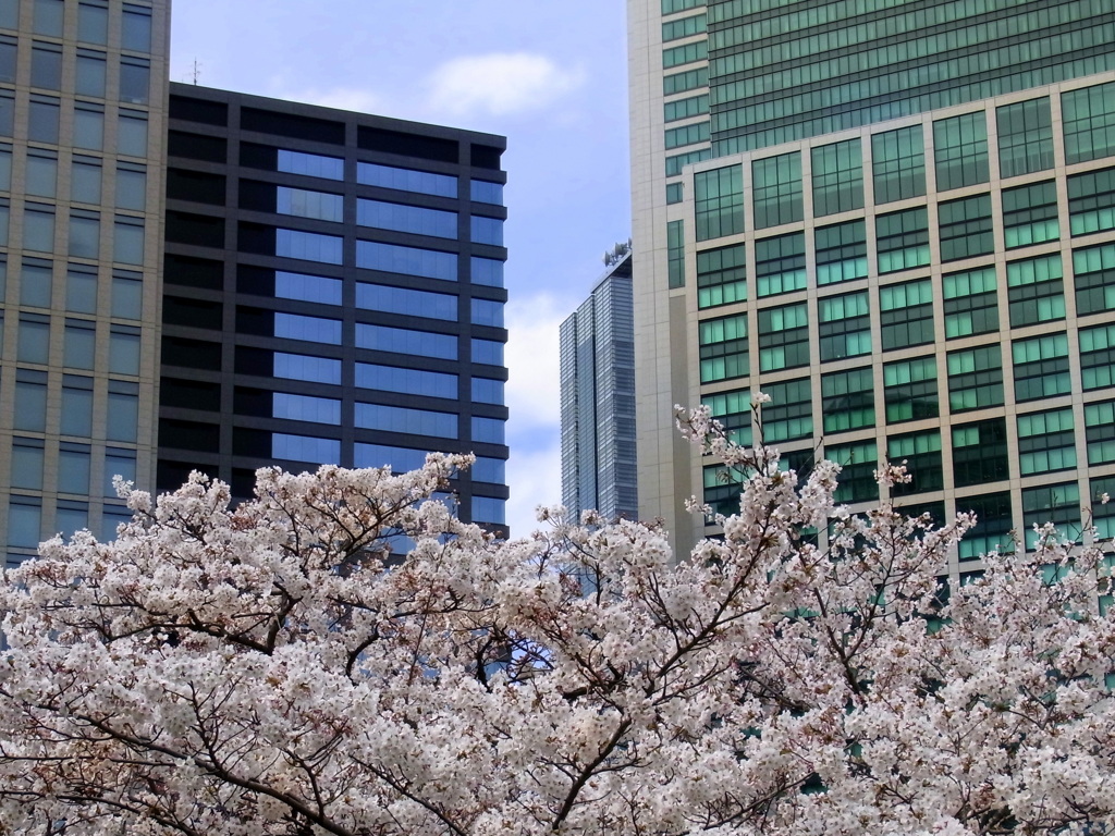 都会の桜