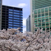 都会の桜