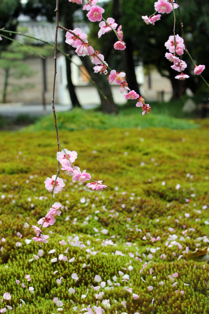 京の桜