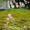 京の桜