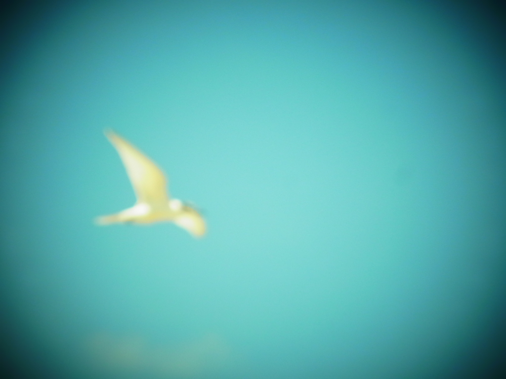 ピンボケのかもめ