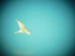 ピンボケのかもめ