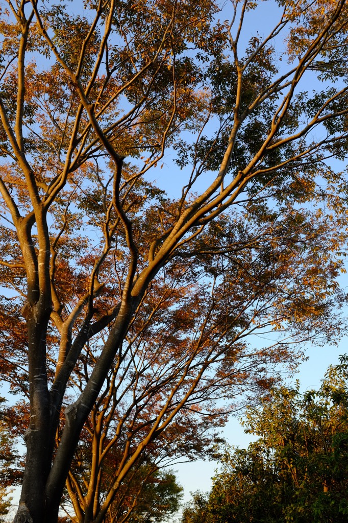自宅近くの夕方
