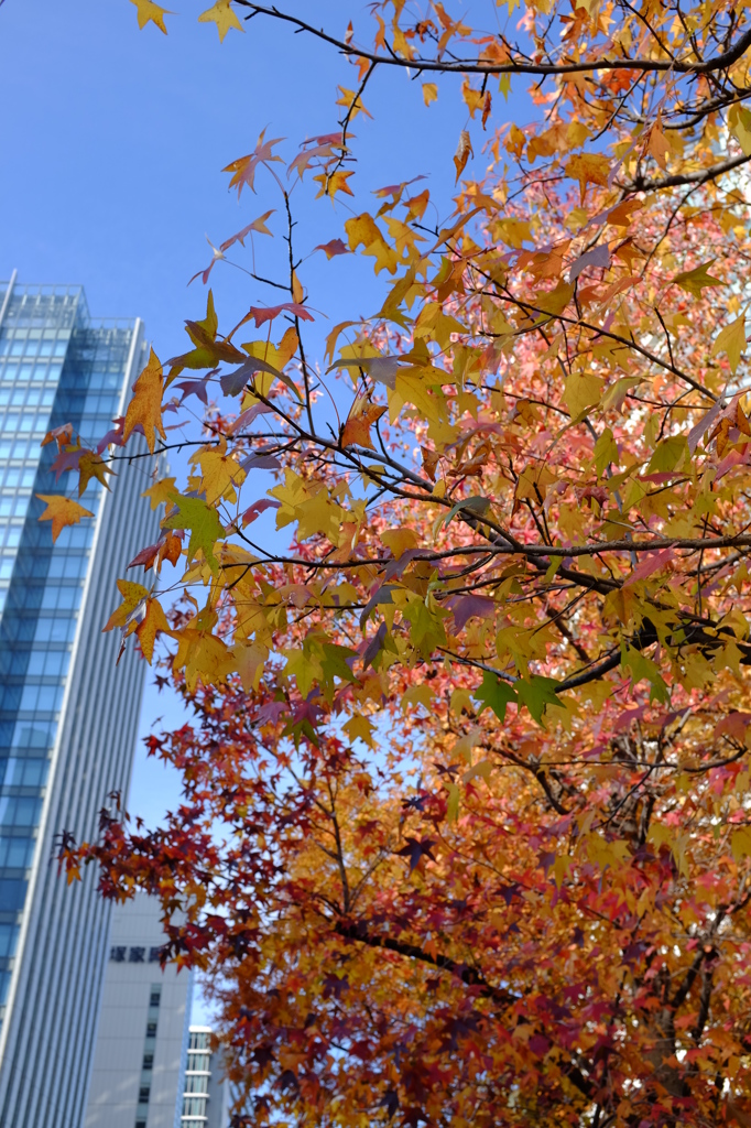 みなとみらいの紅葉