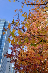 みなとみらいの紅葉