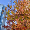 みなとみらいの紅葉
