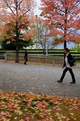 街の紅葉と白と黒