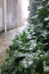 雨の日の上古町