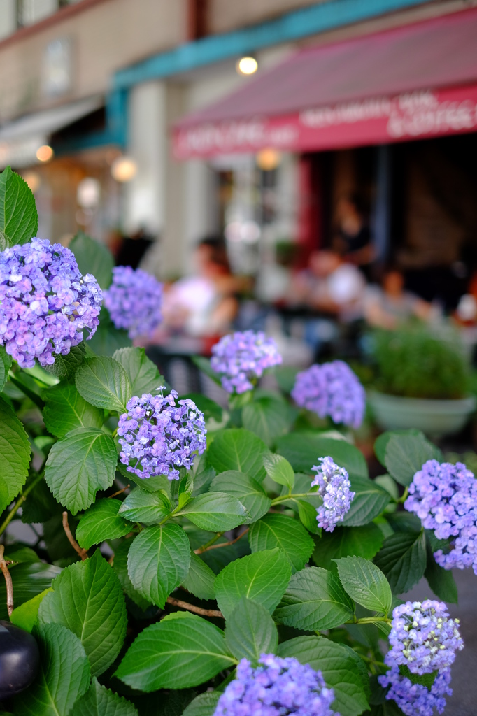 紫陽花