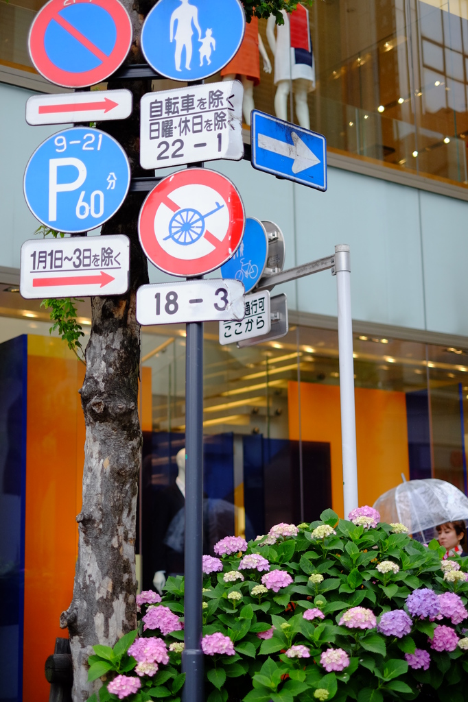 道路に咲いた花