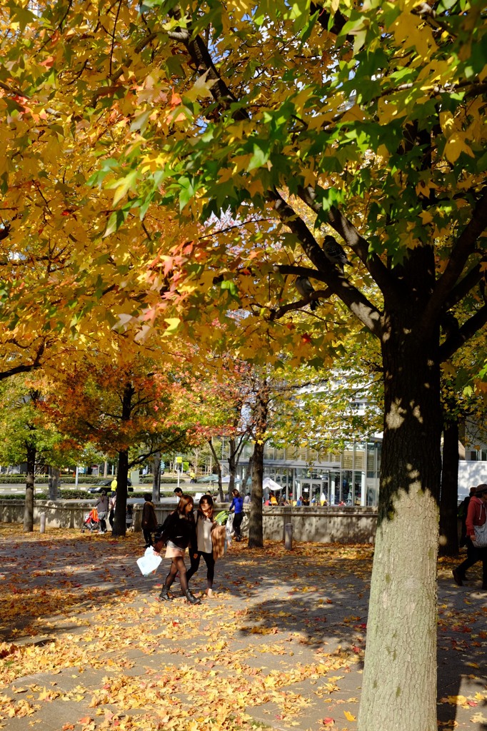 みなとみらいの紅葉