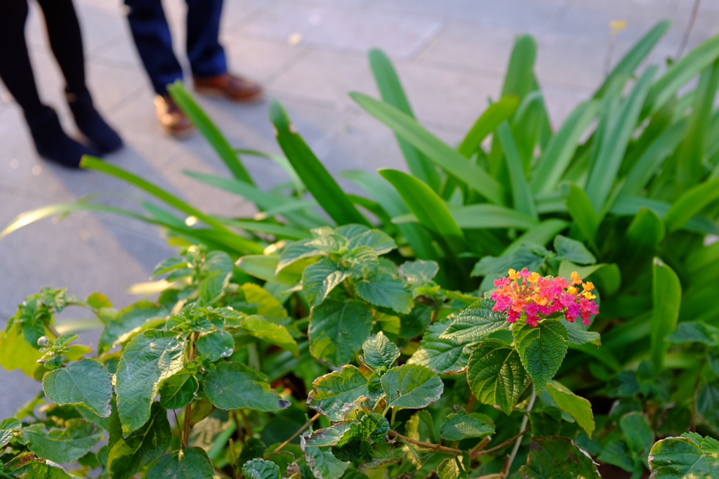 道端の花