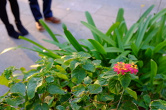 道端の花