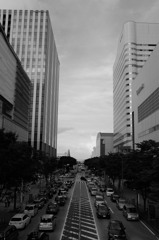 みなとみらいのけやき通り
