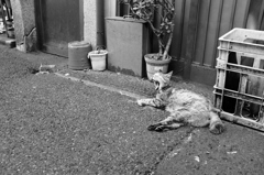 中華街のネコ