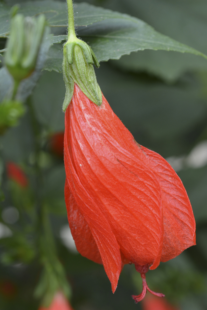 Red flower