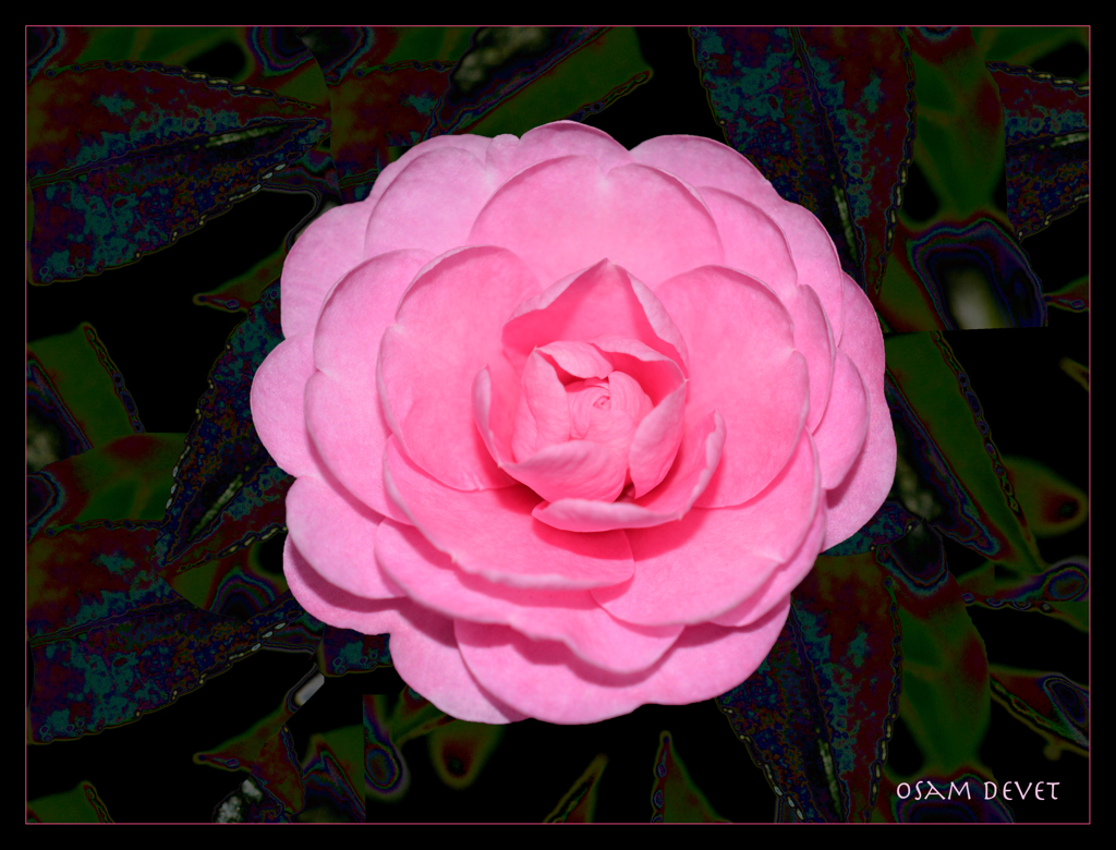 Pink camellia06