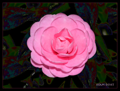 Pink camellia06