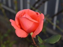 young rose red