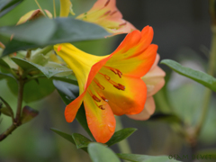 orange hemming
