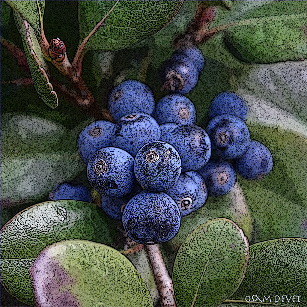 Dark Blue Small Fruits