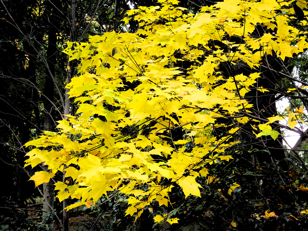 Sudden yellow