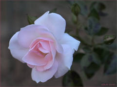 Light pink rose Ueno Zoo