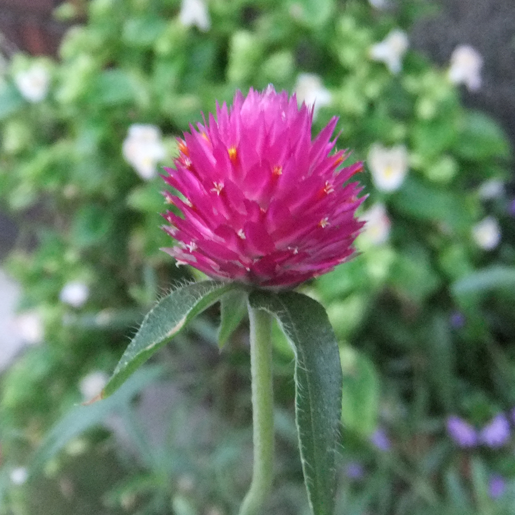 ピンクボール　pink ball flower